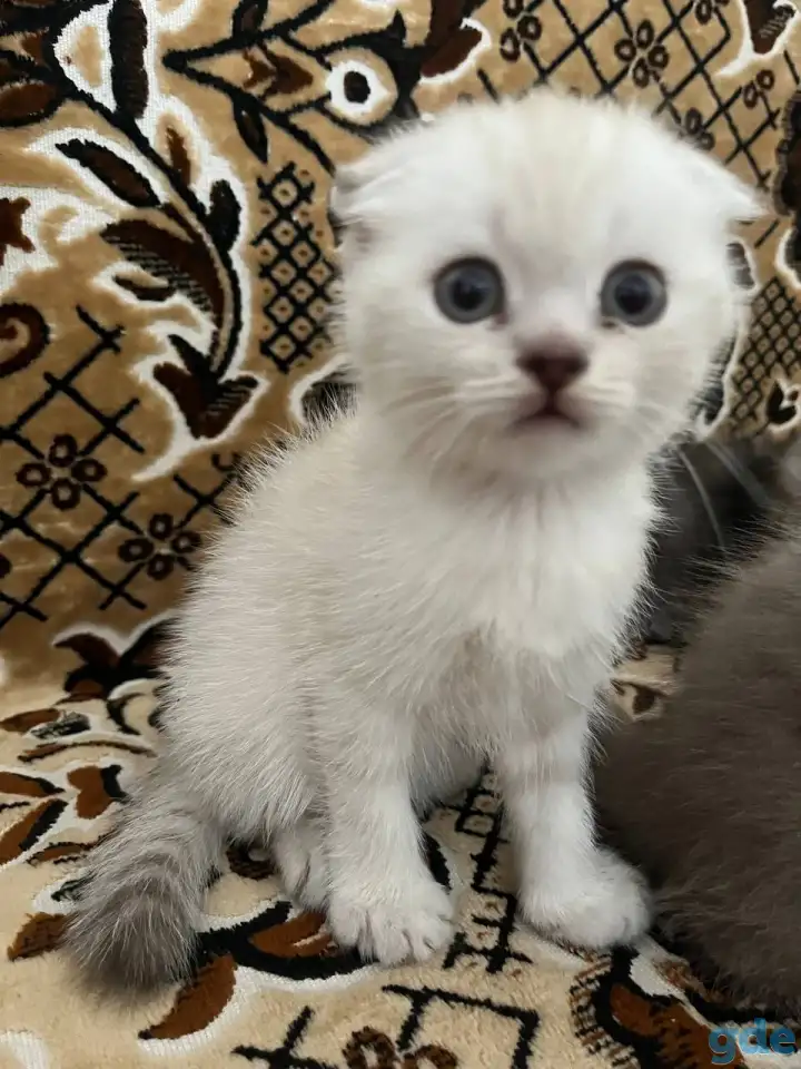 Продаются котята, фотография 4