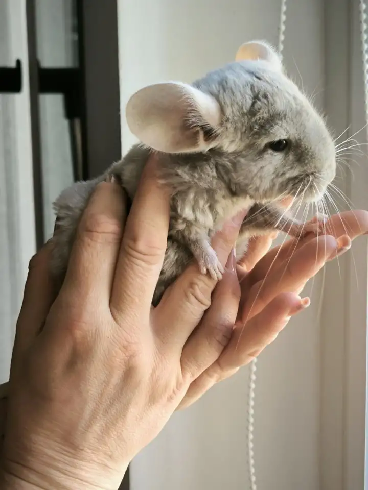 Шиншилленок, шиншилла, фотография 1