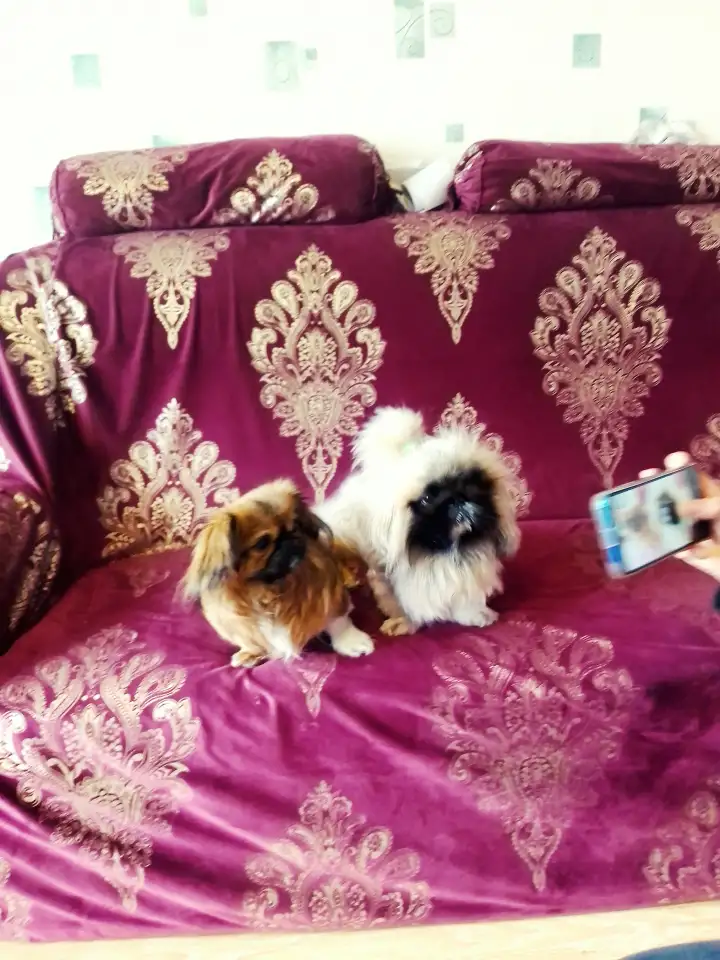 Продажа щенка пекинеса, фотография 10