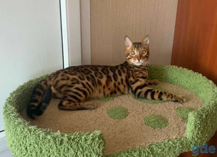 Бенгальские котята, фотография 5