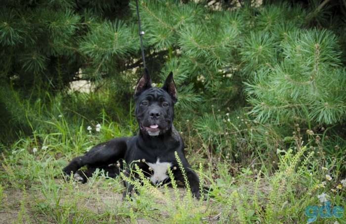 Щенки!!!!, фотография 3