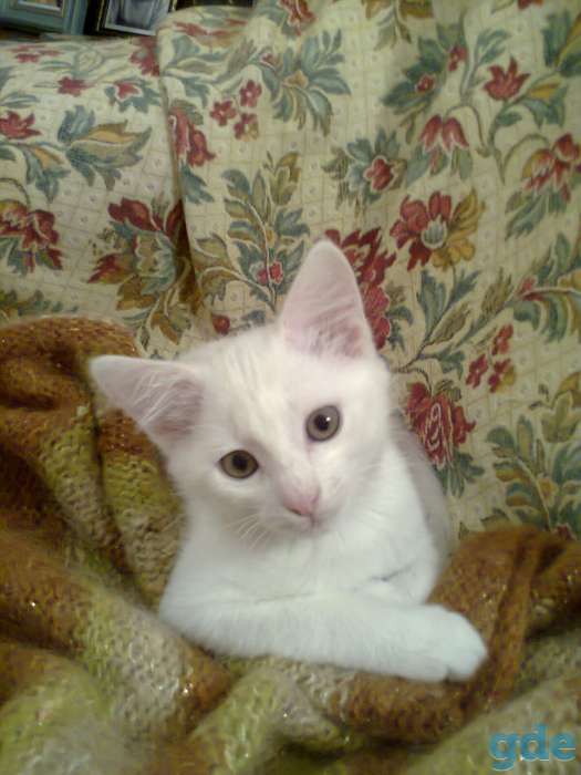 Белоснежный котенок. Отдам в дар. 2,5 месяца.МТС) Оля., фотография 2