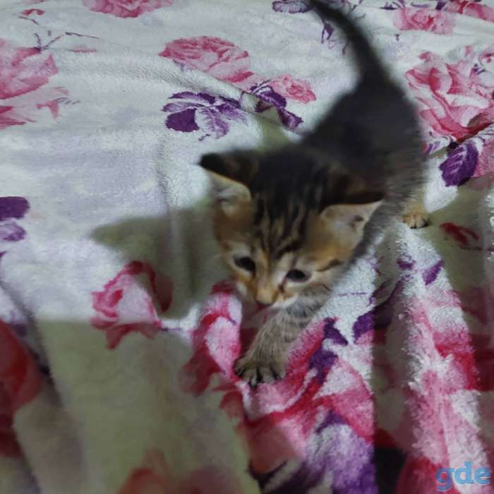 Отдам котят в добрые руки., фотография 3