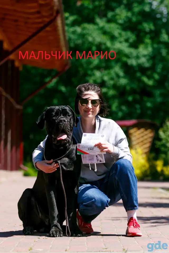 Подрощенные щенки породы Кане Корсо, фотография 1