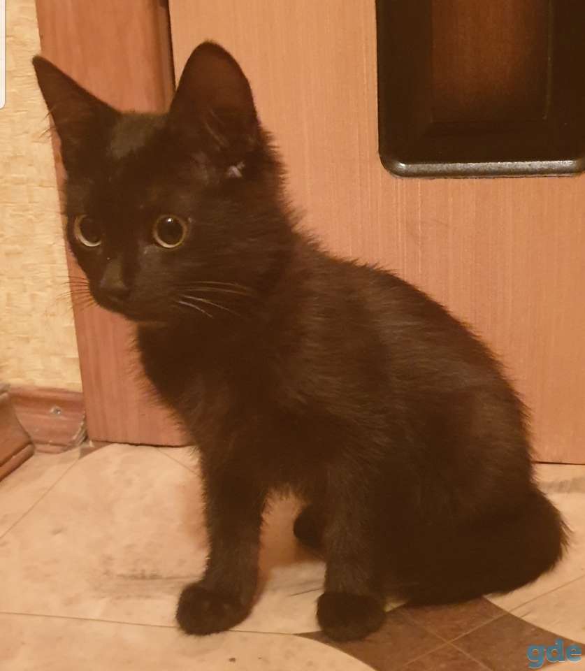 Котёнок мальчик красивые котята кошка питомцы, фотография 3