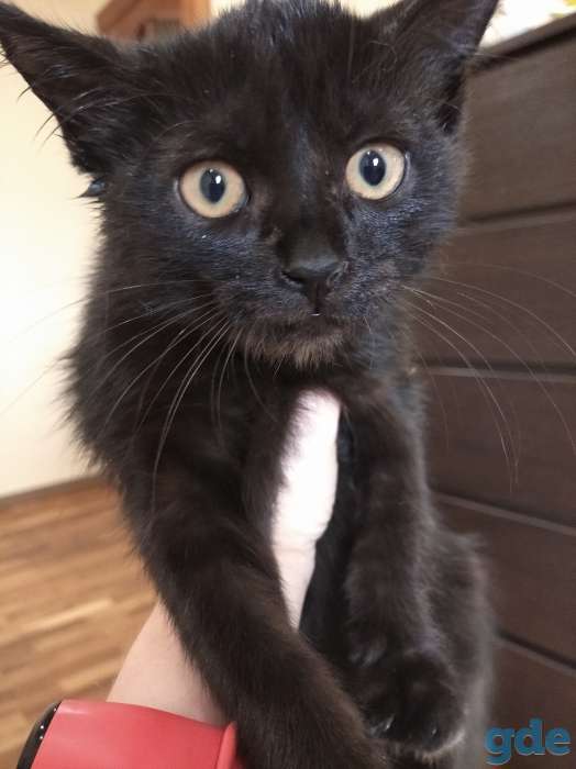 Милые котята, фотография 4