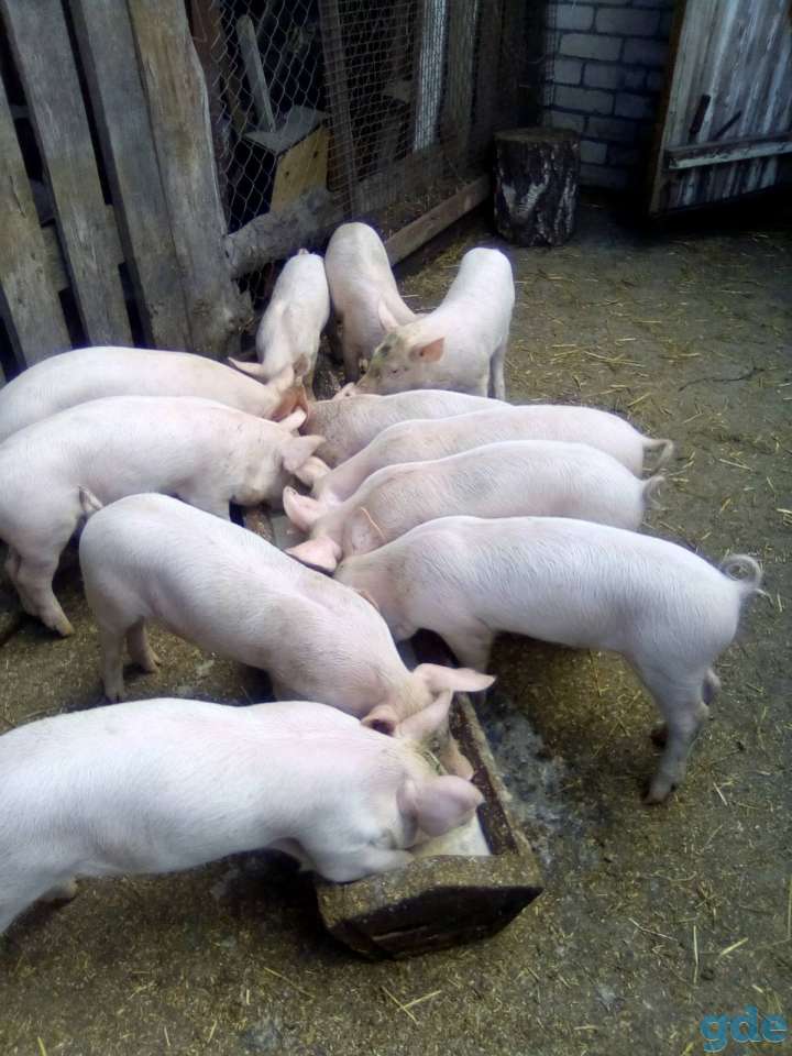 Продам поросят, фотография 2