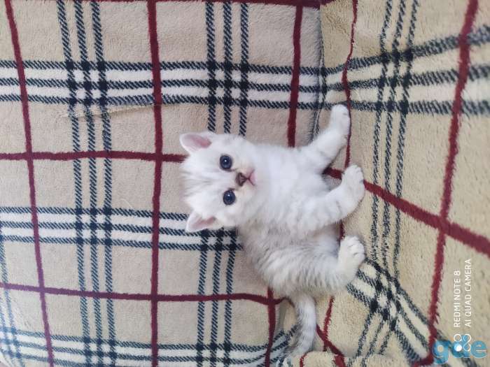 Шотландские котята, фотография 4