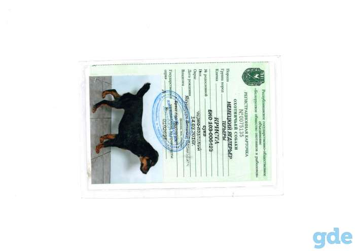 Продажа продаются щенки 2 девочки, фотография 6