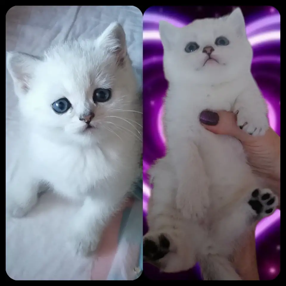 продажа котят, фотография 1