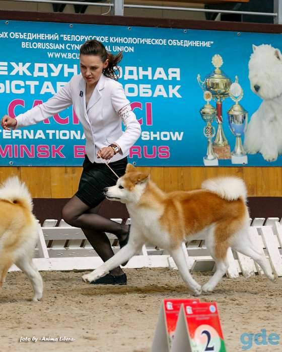 профессиональный хендлер, фотография 9