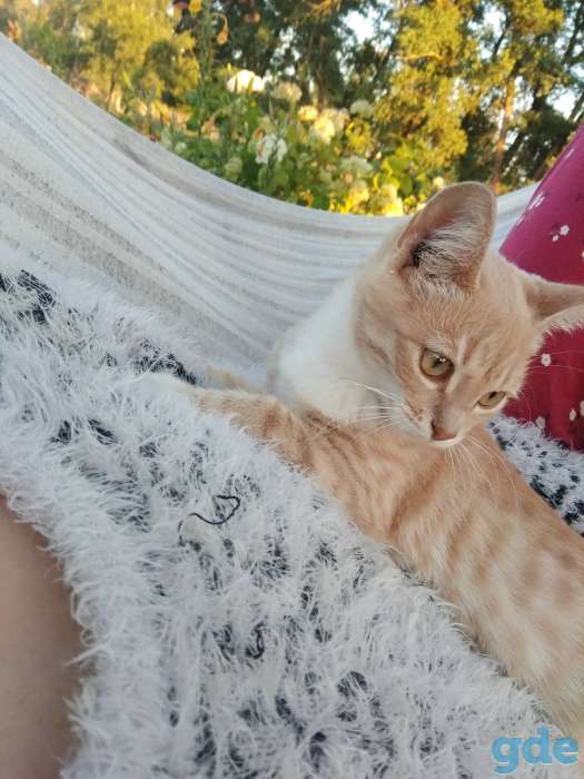 Котята в дар! Минск!, фотография 1