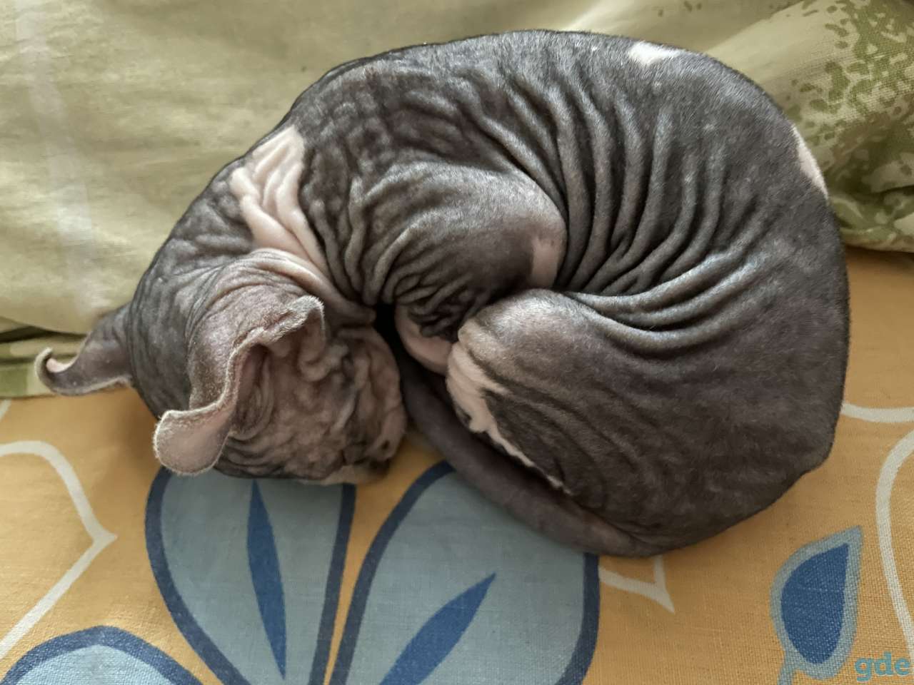 Котёнок сфинкс Эльф мальчик, фотография 2