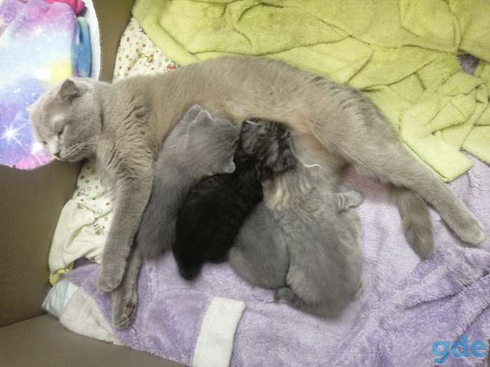 Продам шатланских котят, фотография 1