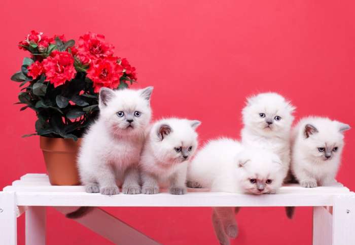 Британские котята редкого окраса поинт блю, фотография 4