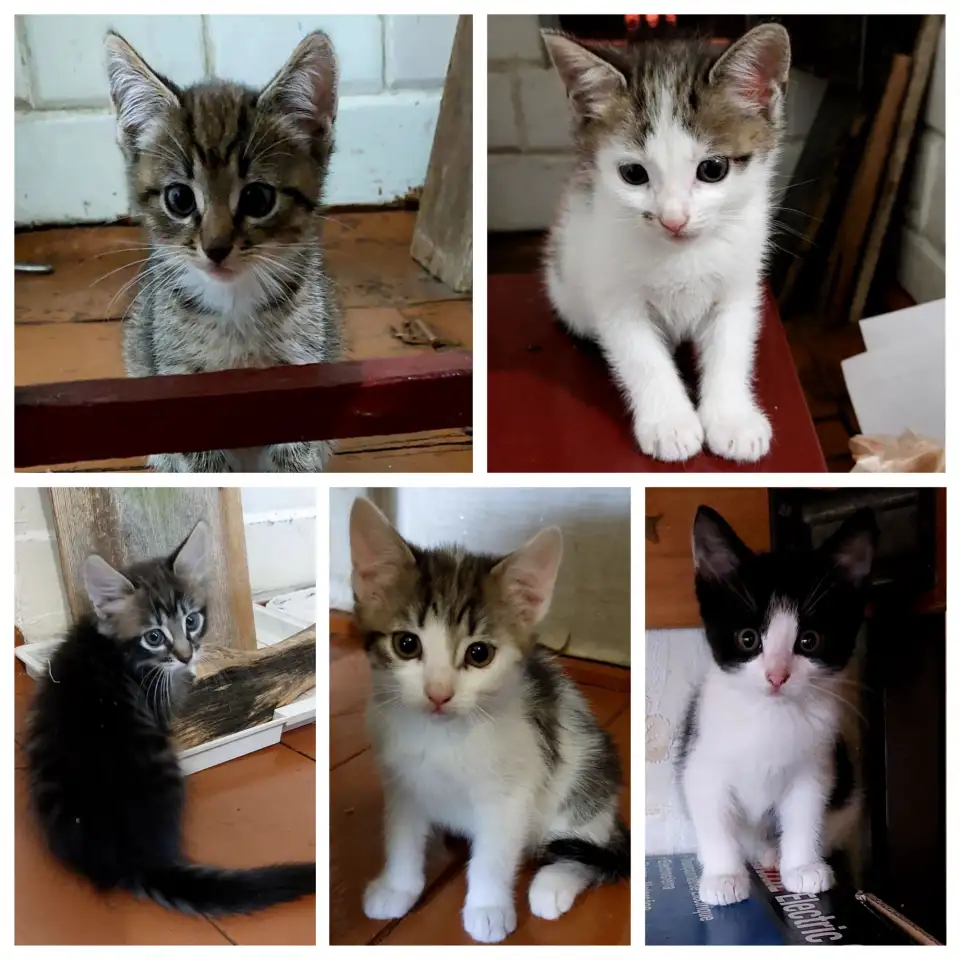 Ищу дом для котенка, фотография 6