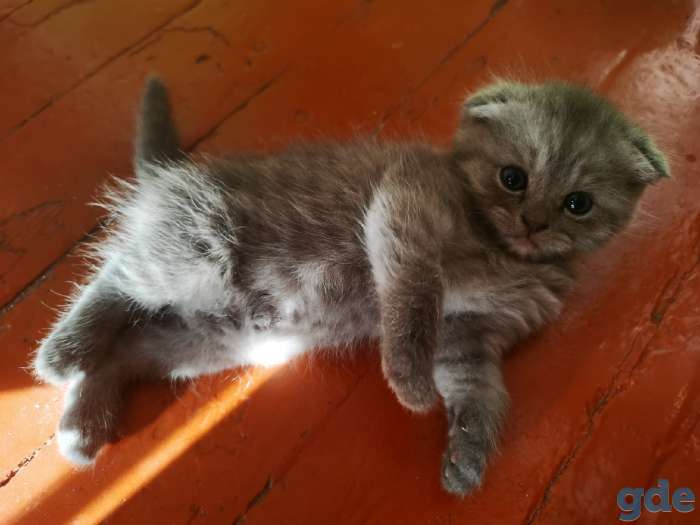 Котята ищут дом, фотография 4