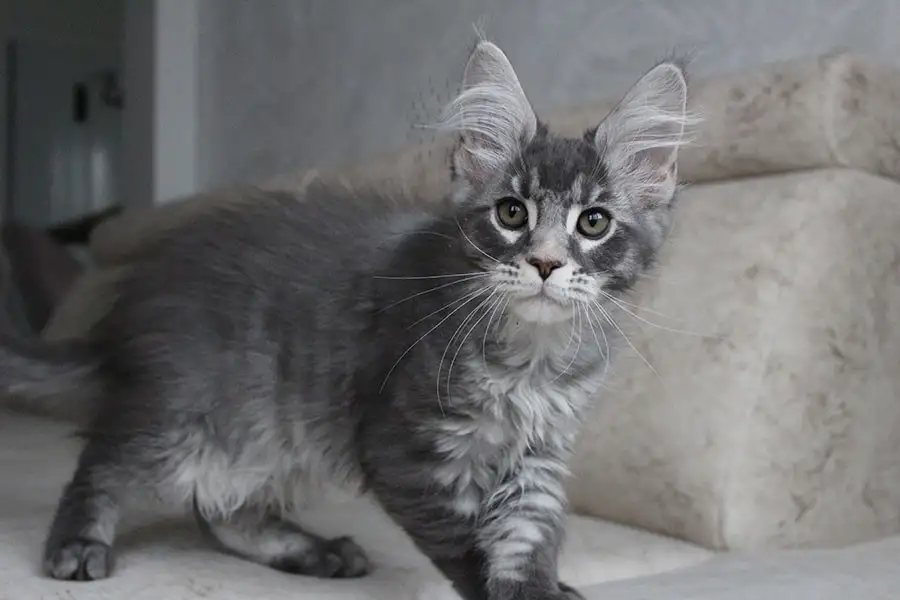Мейн-кун котенок!, фотография 5