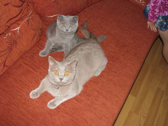шотландские вислоухие котята, фотография 2