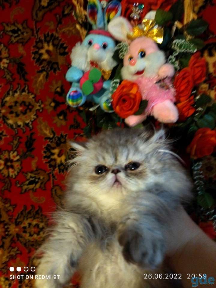 Персидские котята экстремального типа чистокровные персы., фотография 17