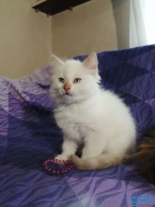 Котята в дар, фотография 3