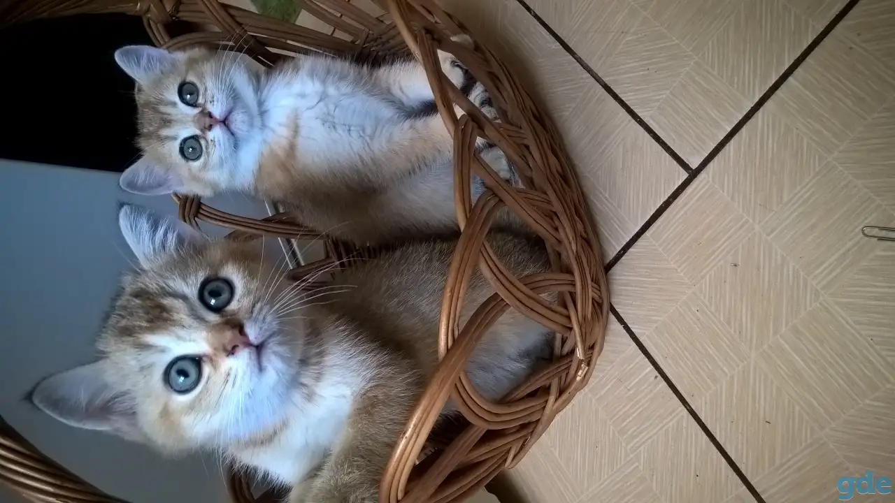 Шотландские котята, фотография 5