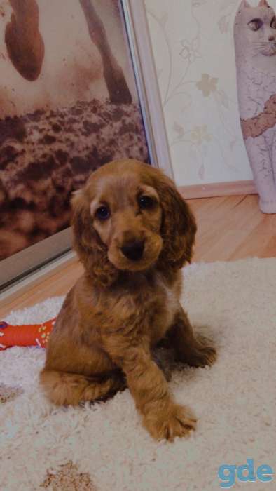 Продам щенка английского кокер спаниеля, фотография 1