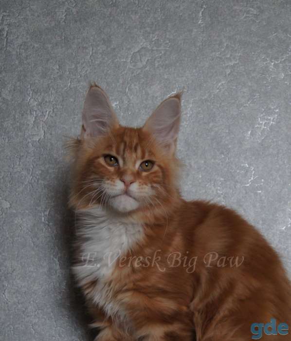 Котята мейн кун, фотография 1