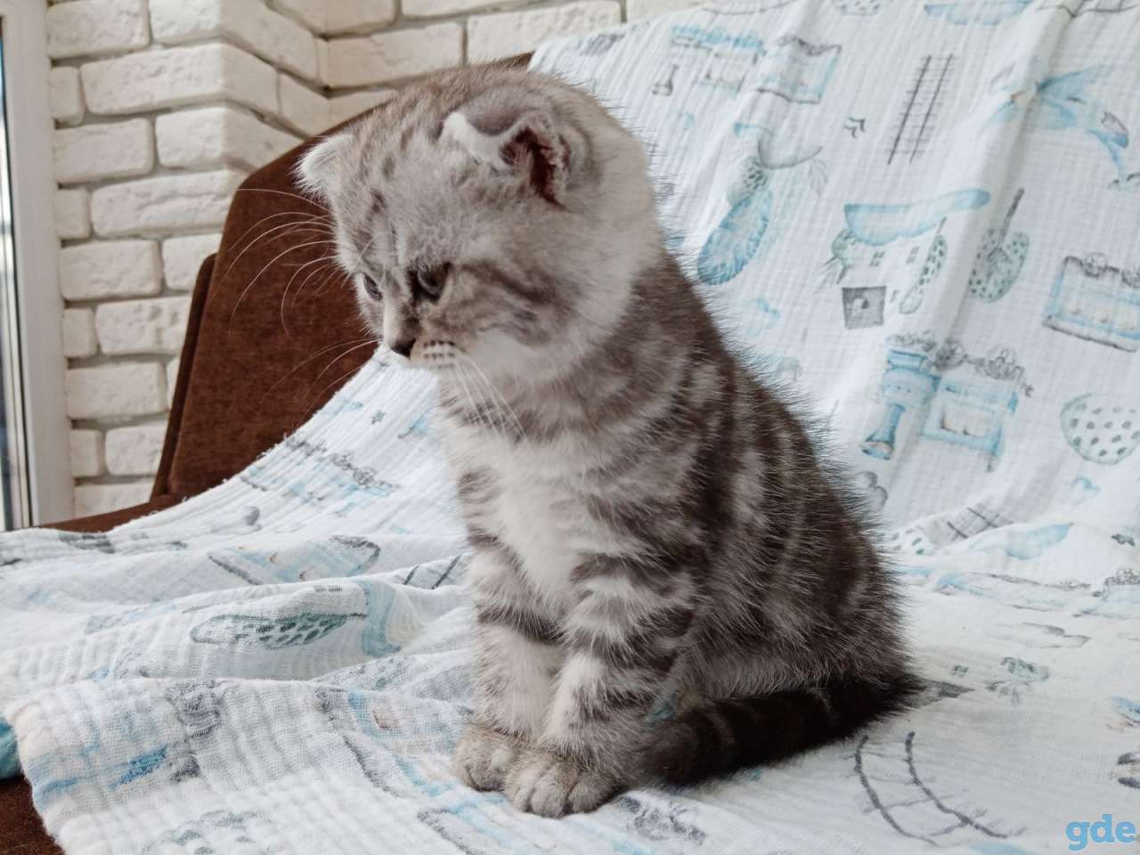 Продаю вислоухих шотландских котят, фотография 5