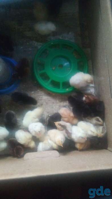 Продам цыплят несушки, фотография 1