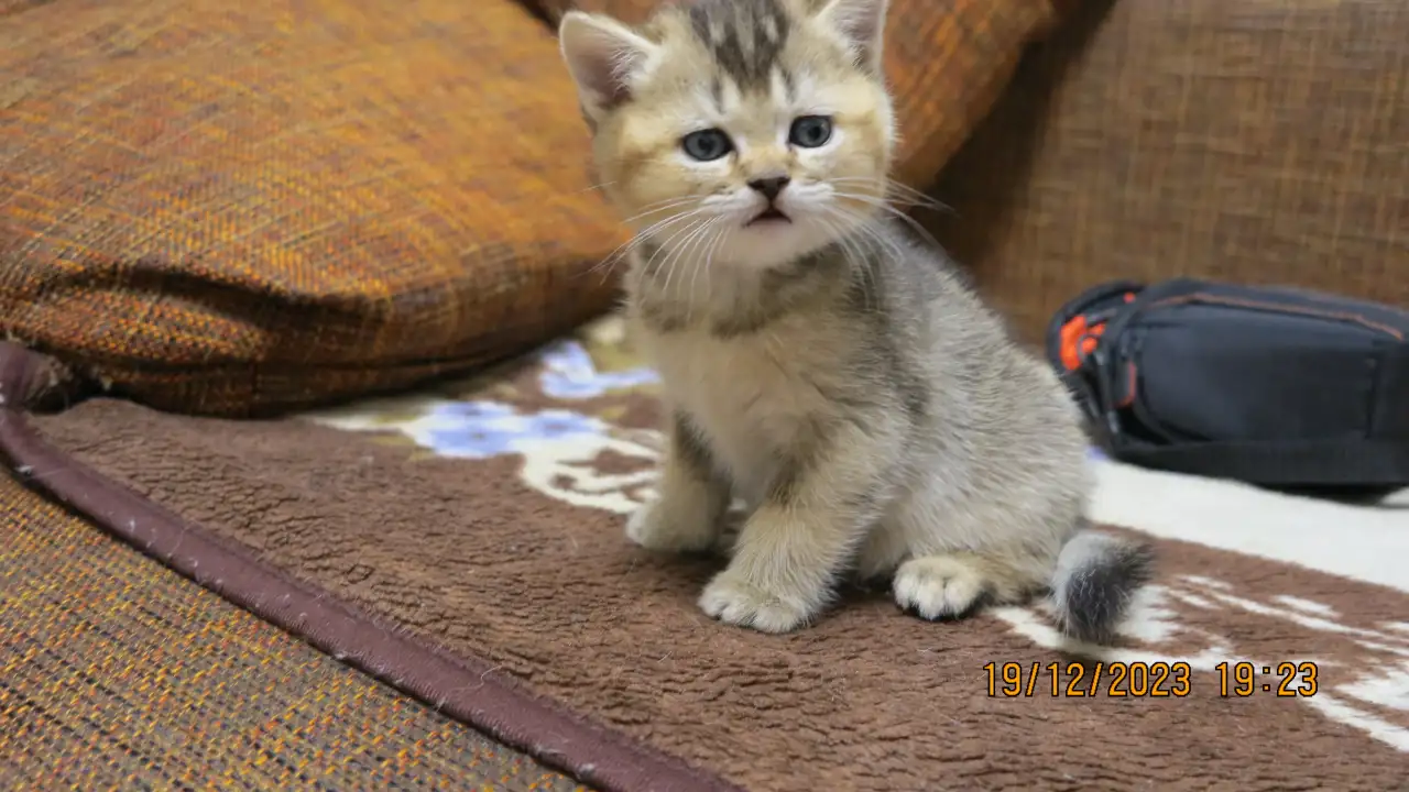 Шотландские котята, фотография 3