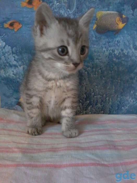 Милые и красивые котята ищут хозяина, фотография 2
