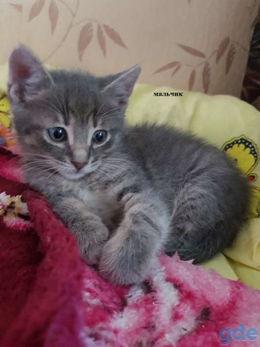 Котята в добрые руки!, фотография 2