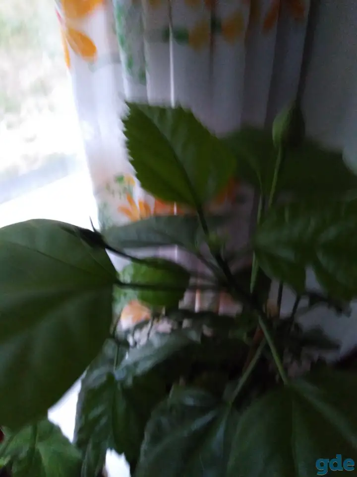 Продам цветы, фотография 5