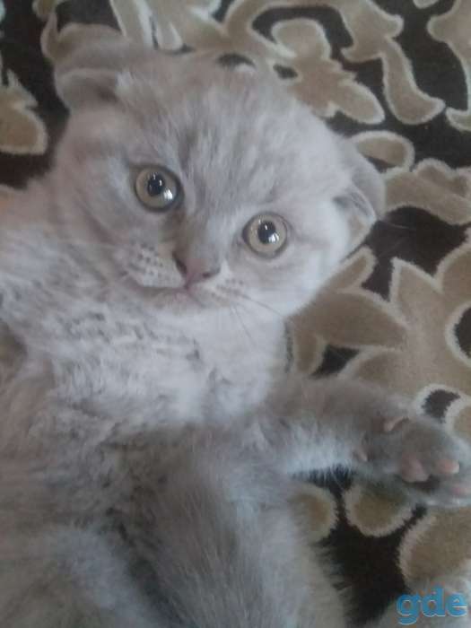Продам шотоандских вислоухих котят, фотография 2