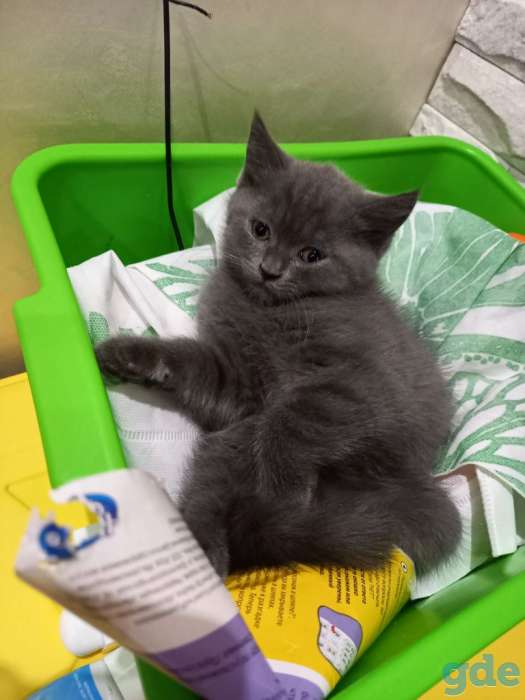 Котята ищут своих любимых хозяевов, фотография 1