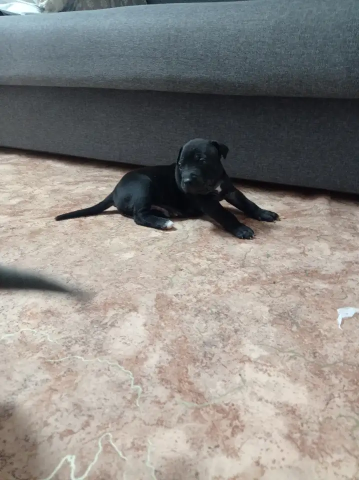Американский Питбультерьер, фотография 3