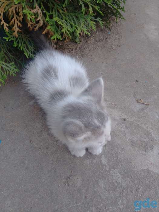 КОТЯТА, фотография 4