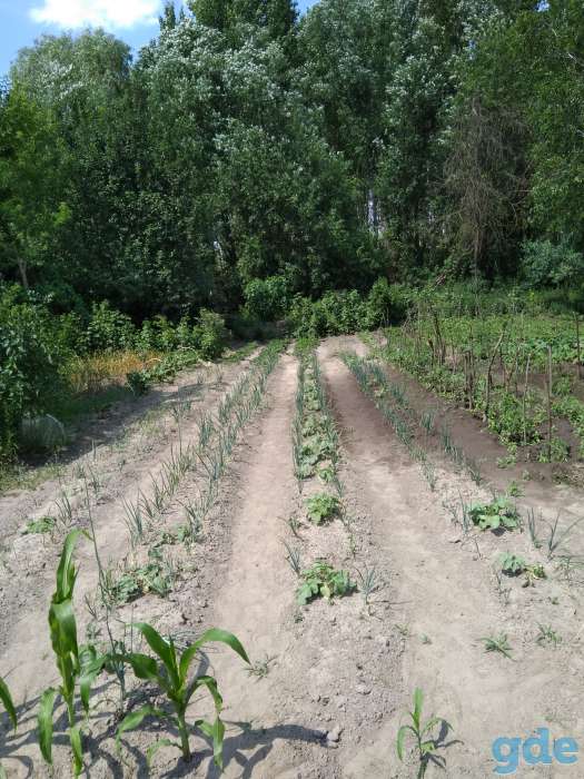 Продам дачу 13 соток, 2 км от Гомеля, Будатень, фотография 6