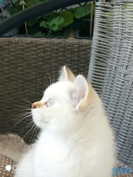 Котенок, фотография 1