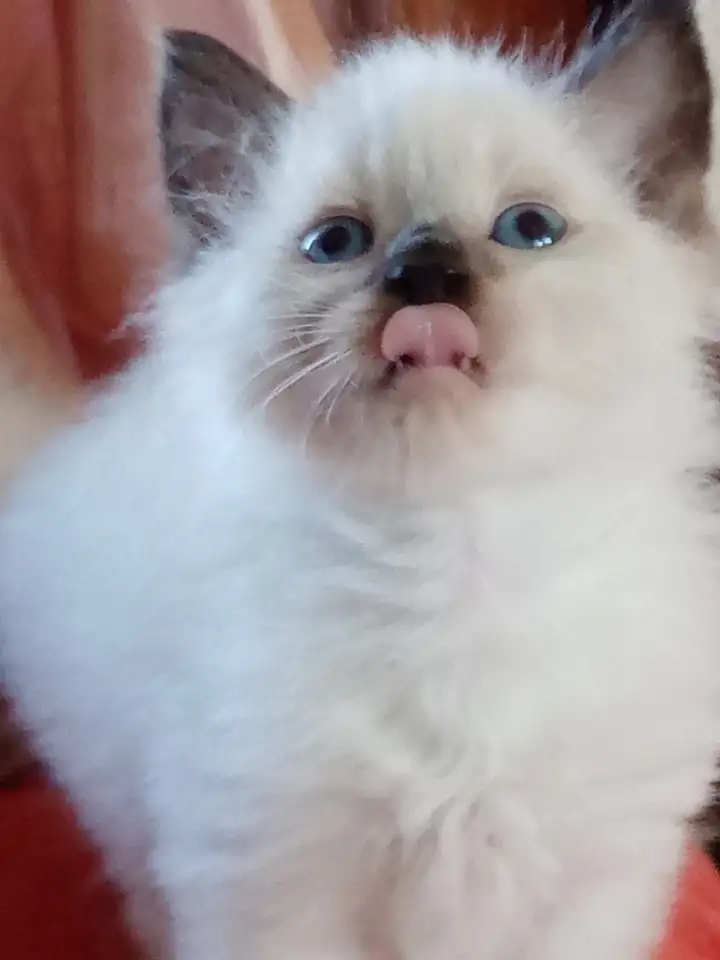 Котята Невские маскарадные, фотография 1