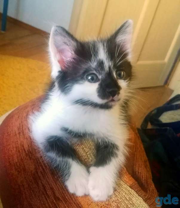 Котенок в добрые руки, фотография 1