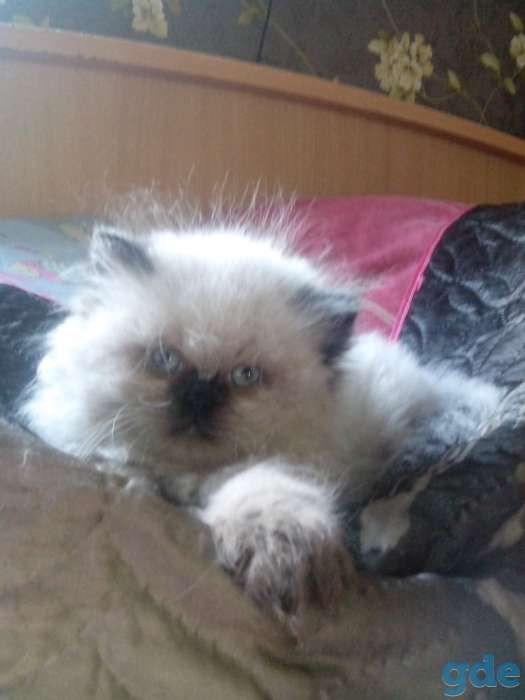 персики котята, фотография 4