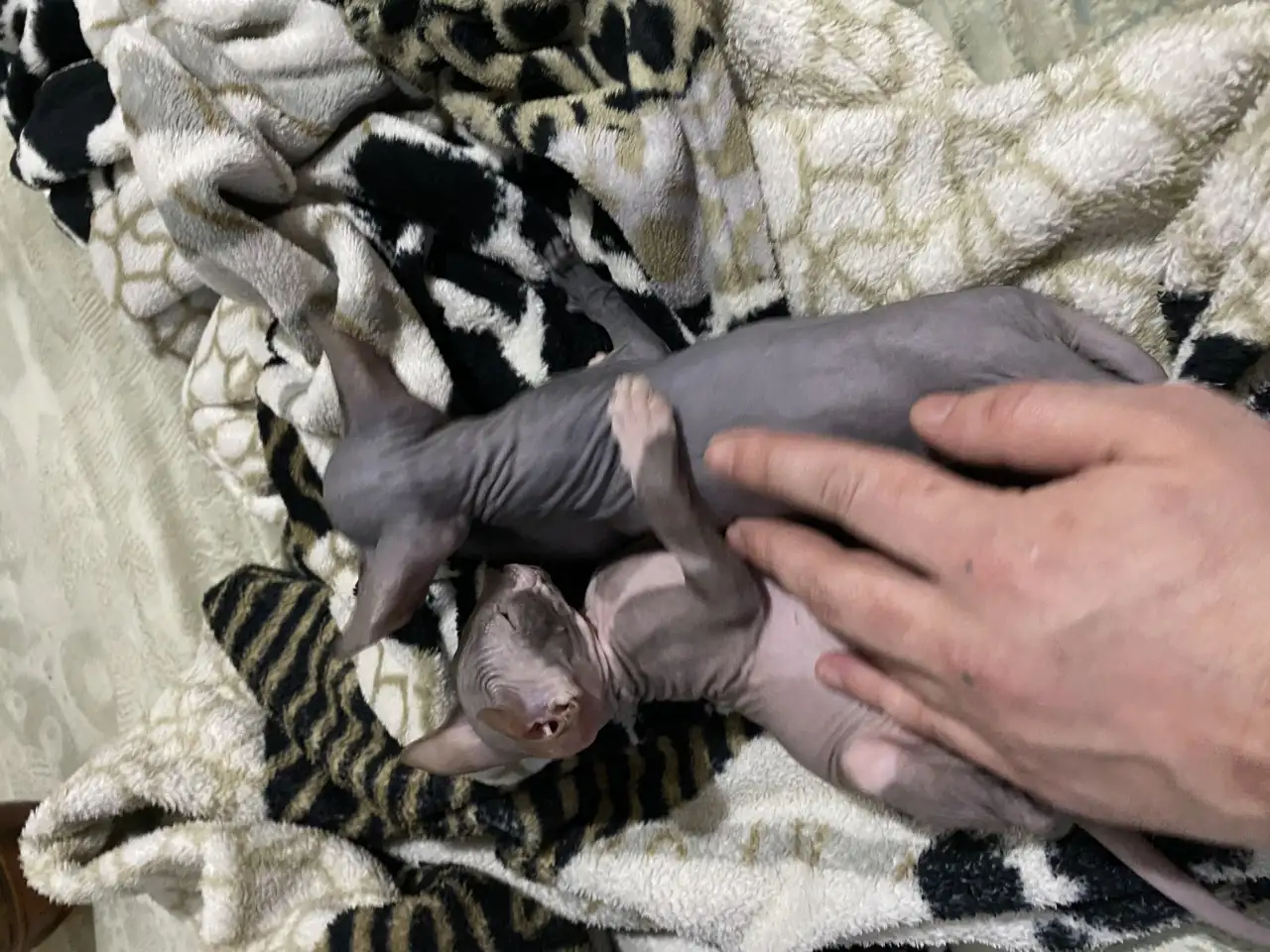 Котята канадского сфинкса, фотография 3