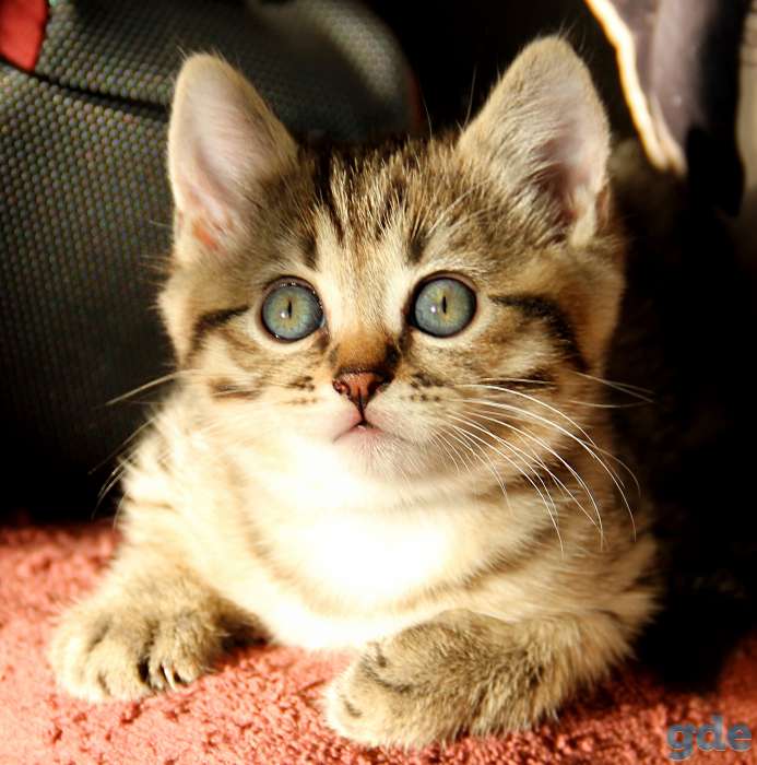 Британские короткошерстные котята, фотография 3