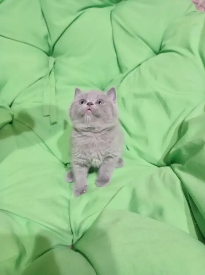 Котята британцы, фотография 1