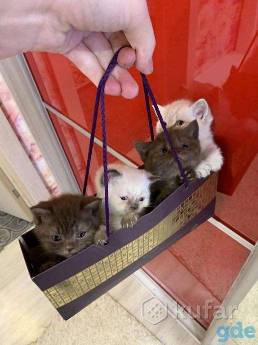 Продам британских котят готовы, фотография 4