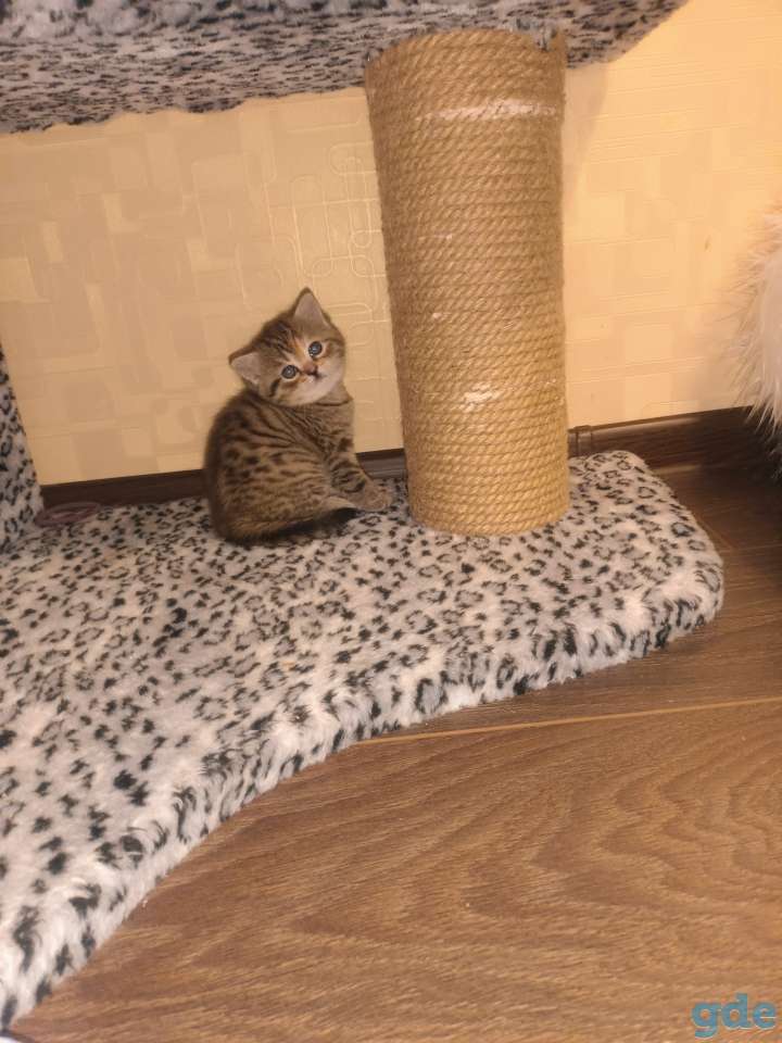 Шотландский котенок, фотография 3