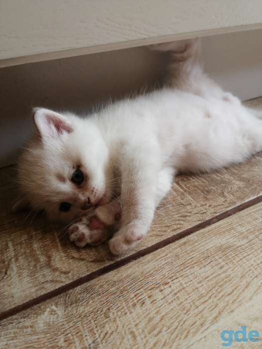 Продажа шотландского котенка, фотография 3