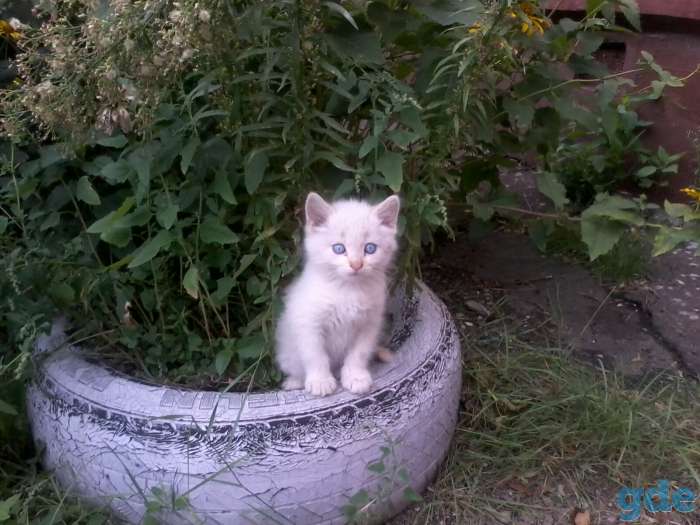 Котятам срочно нужен дом, фотография 5